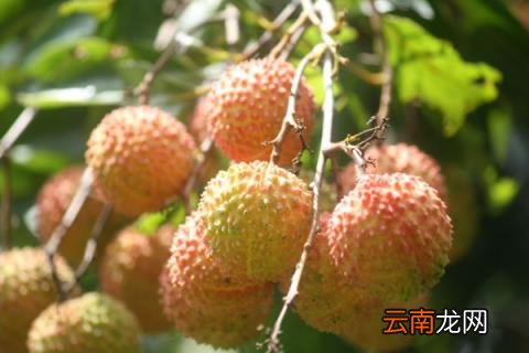 荔枝嫁接的最佳时间