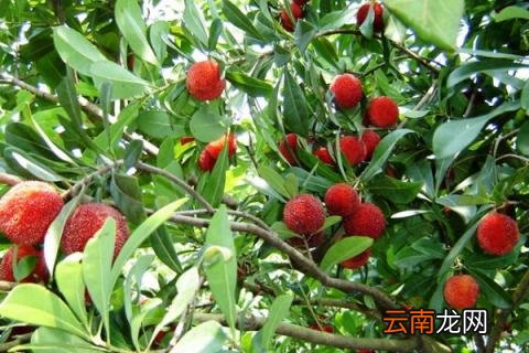 杨梅树什么时候发芽