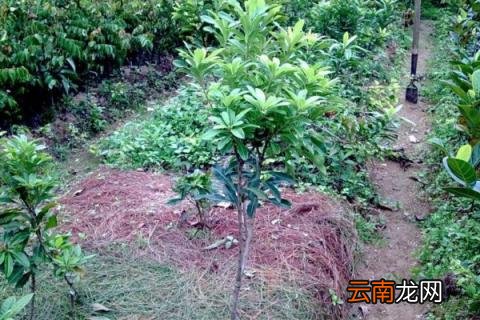 杨梅树什么时候发芽