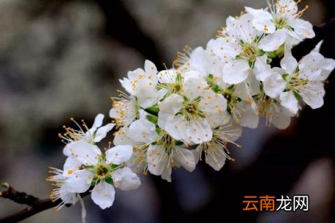 李树花期用什么药