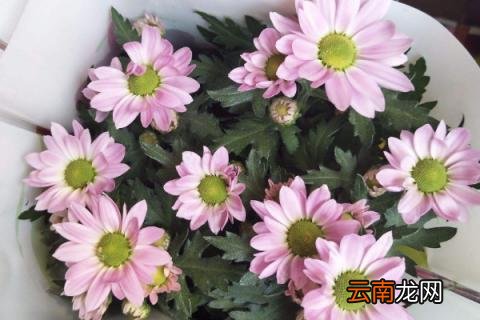 美人菊怎么养殖