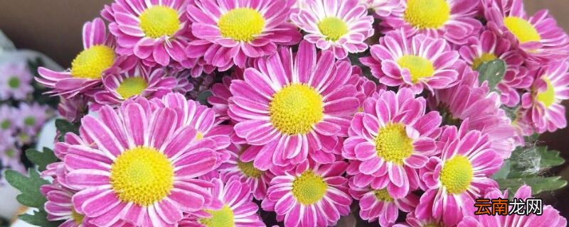 美人菊怎么养殖