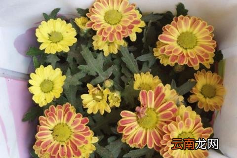 美人菊怎么养殖