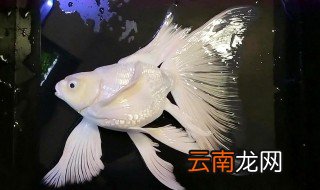 蝴蝶锦鲤的饲养方法及注意事项 蝴蝶鲤养殖的注意事项