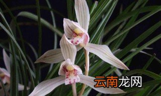 兰花石怎样养兰花 石兰花的养殖方法和注意事项