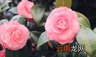 茶花养殖注意什么 茶花养殖方法与技巧