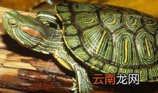 大龟养殖方法及注意事项，海龟养殖注意事项
