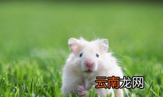 家庭养殖小白鼠需要注意什么 养殖小白鼠是做什么用的