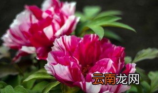 有七盆花如果每行摆三盆可以怎样摆 摆花放七盆可以吗