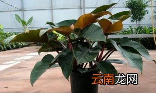 兰花的养殖注意事项 叶子兰养殖方法和注意事项