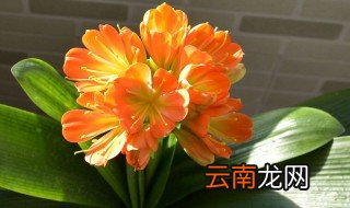 君子兰要怎么养，君子兰要怎么养活