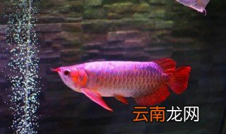 龙鱼一开始养要怎么养 龙鱼需要怎么养