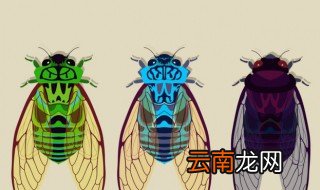 知了猴怎么种植 知了猴的种植技术