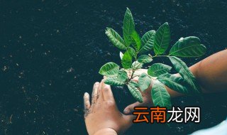 黄桃怎么种植，黄桃怎么种植视频