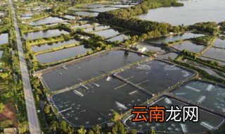 龙虾要怎么养 买回来的小龙虾要怎么养