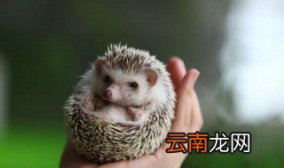 刺猬要怎么养，刺猬要怎么养?