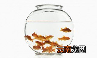 鱼要怎么养才不会死，鱼用什么养不会死