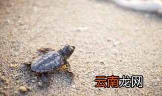 巴西乌龟水肿怎么办 巴西龟水肿要怎么养