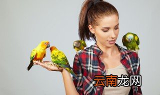 要养小鸟了怎么办 小鸟不想养了怎么处理
