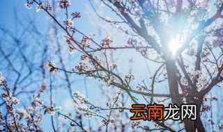 养梅花树要怎么做 梅花树怎样培植