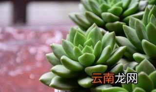 怎么让多肉爆盆，怎样让多肉爆盆