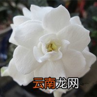 黄杨树苗多少钱一棵 黄杨