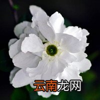 鹅莓图片 鹅莓