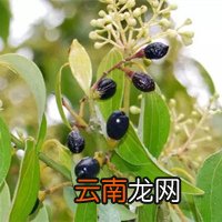 管花杜鹃 杜鹃花花枝