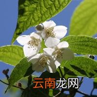 无忧花开结局 无忧花