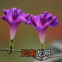 铁线蕨怎么养才长得好 铁线蕨
