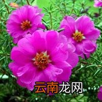 迷迭香