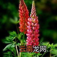 鲸鱼花 鲸鱼花的养殖方法