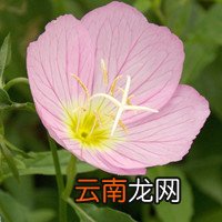 大花金鸡菊 大花金鸡菊种子