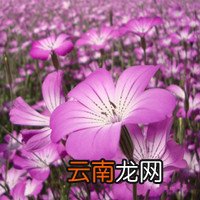皱叶椒草 皱叶椒草简介