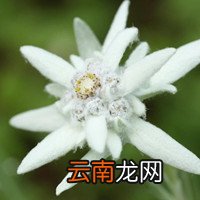 鼠尾草 鼠尾草与海盐香水