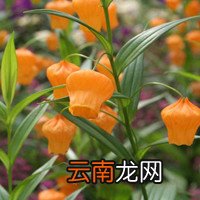 金钱木 金钱木的养殖方法和注意事项