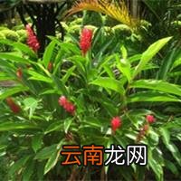 半夏 半夏糖浆的功效与作用