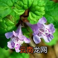 金缕梅对皮肤的作用 金缕梅
