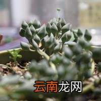 七宝树锦的养殖方法 七宝树