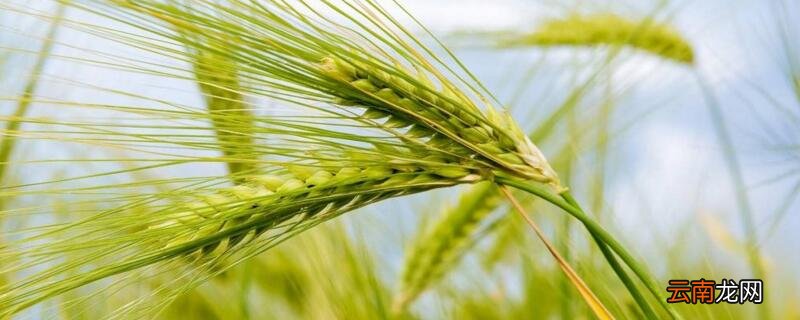 小麦增产打什么药