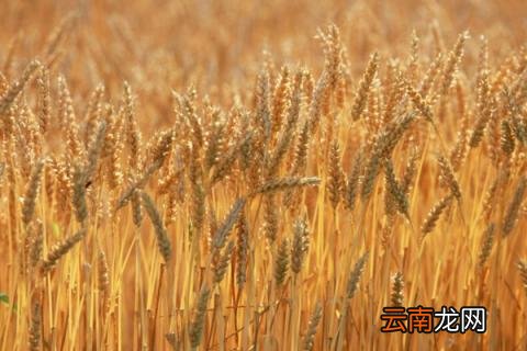 小麦增产打什么药