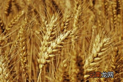 小麦增产打什么药