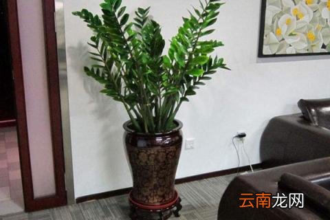 摇钱树多久浇水一次