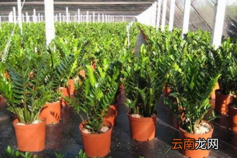 摇钱树多久浇水一次