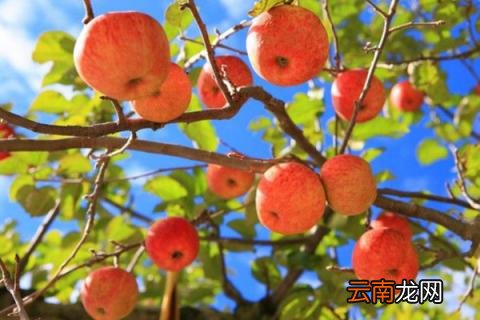 一颗苹果树能授粉吗