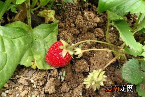草莓移植后咋样管理