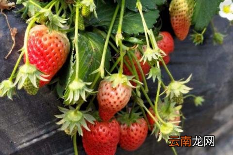 草莓移植后咋样管理