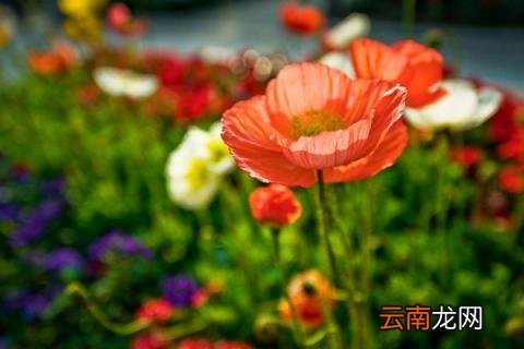 虞美人种子怎么种植