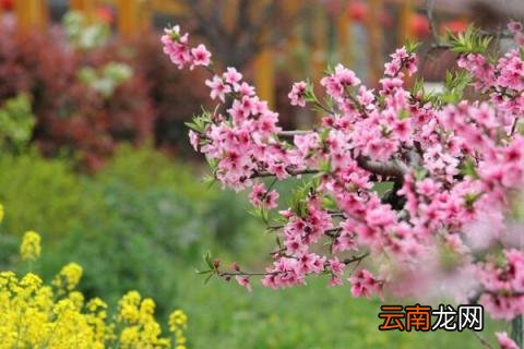 桃树打什么药
