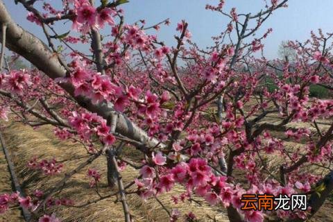 桃树打什么药